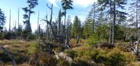 03 wilder wald am grenzsteig